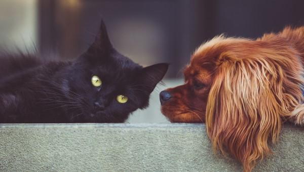 El mundo de las mascotas en la región y las mascotas de Argentina en cuarentena